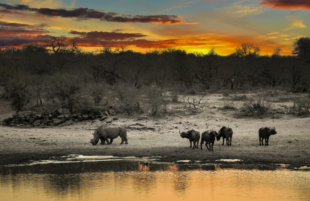 Embarking on an Extraordinary Safari Adventure: Exploring the Wild Heart of Africa