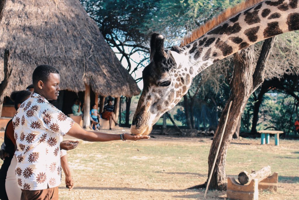 Up Close and Personal: Feeding Giraffes – A Memorable Wildlife Encounter